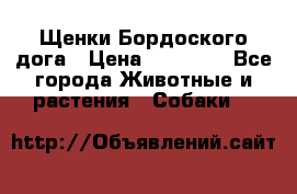 Щенки Бордоского дога › Цена ­ 60 000 - Все города Животные и растения » Собаки   